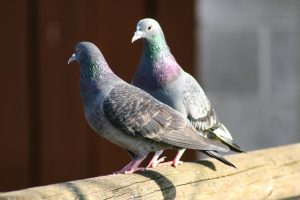 pigeons-1033345_1280